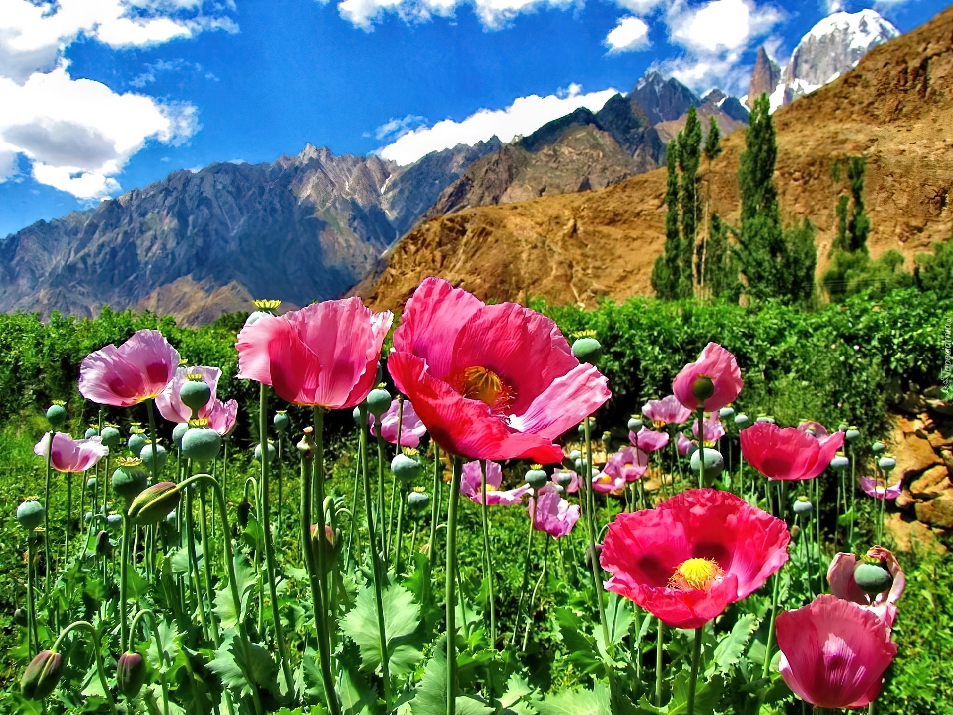 Таджикские цветы. Кыргызстан горы маки. Горные тюльпаны Тянь Шаня. Маковые поля Таджикистана. Маки Таджикистан Памир.