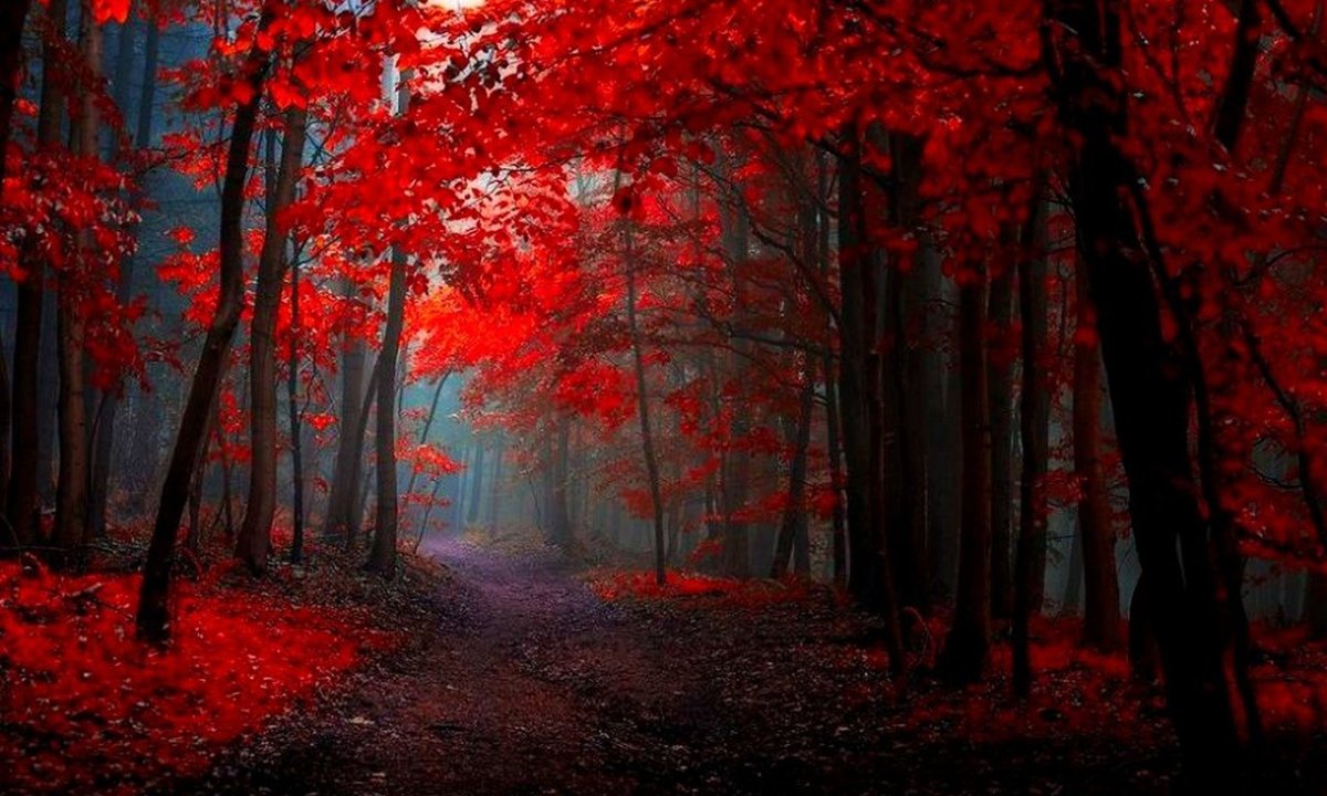 Красный лес фон