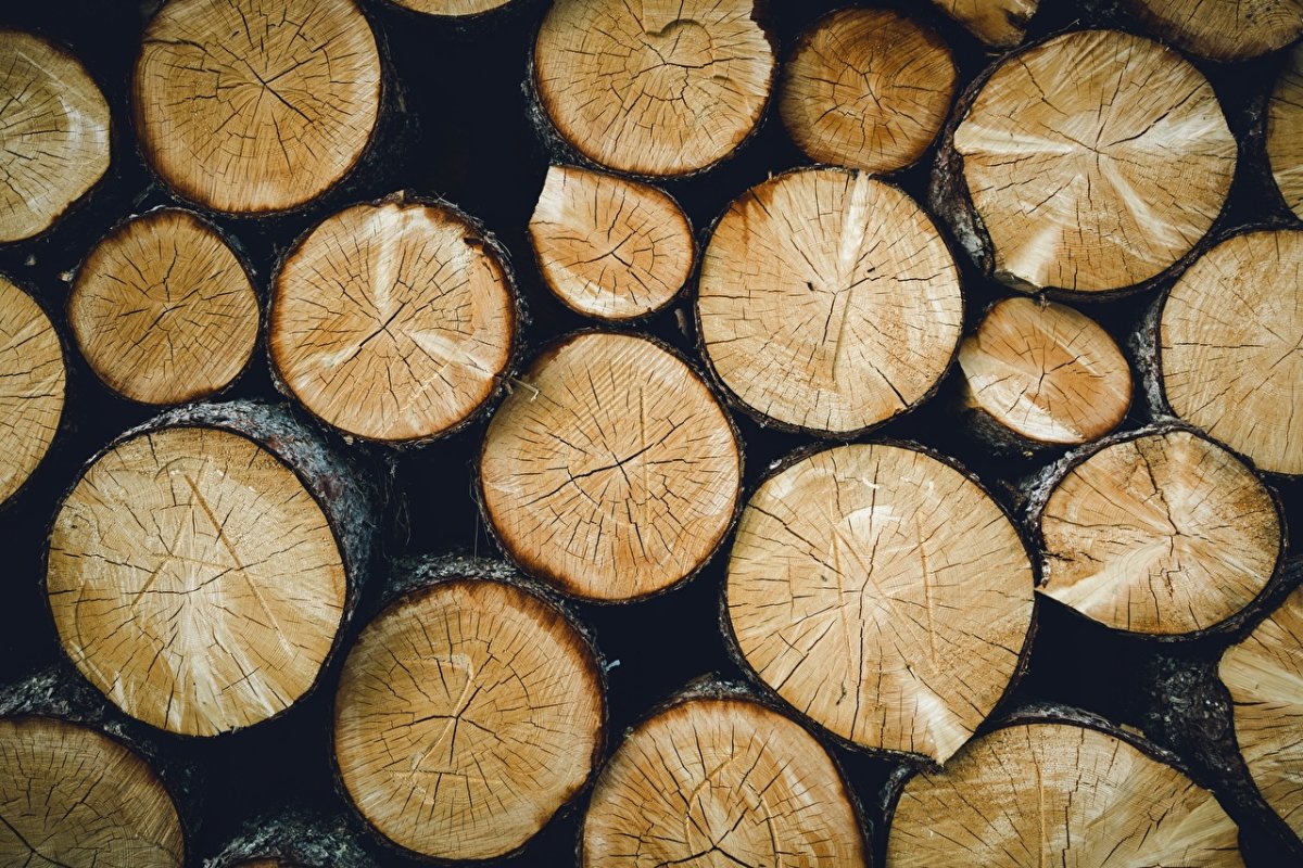 Липа древесина